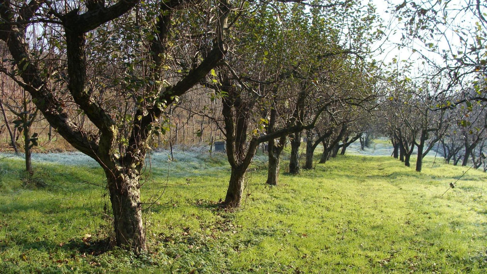 Agriturismo Cascina Degli Ulivi Novi Ligure Exterior foto